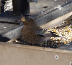 Leucosticte tephrocotis tephrocotis