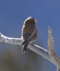 Leucosticte tephrocotis tephrocotis