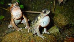 Ingerophrynus celebensis