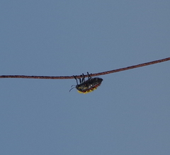 Julodis
