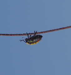 Julodis