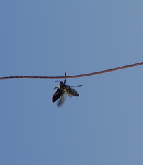 Julodis