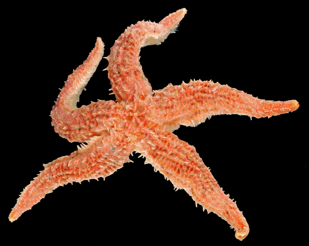 Sclerasterias tanneri