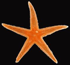 Astropecten americanus