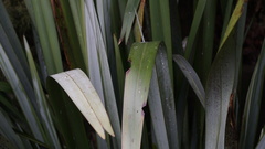 Ichneutica steropastis