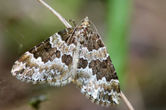 Electrophaes corylata