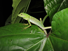 Bronchocela cristatella