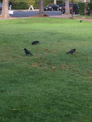 Corvus brachyrhynchos