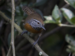Pheugopedius rutilus
