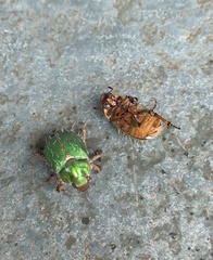 Brachysternus prasinus