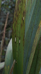 Orthoclydon praefectata