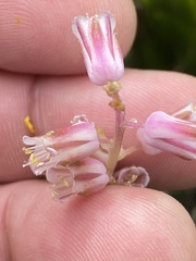 Lachenalia youngii
