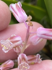 Lachenalia youngii