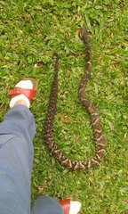 Bothrops jararaca