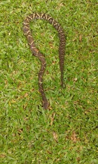 Bothrops jararaca