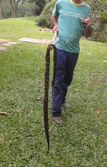 Bothrops jararaca