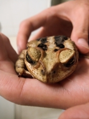 Rhinella icterica