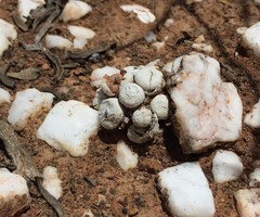 Conophytum truncatum