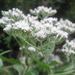 Late Boneset - Photo (c) Chuck Sexton, some rights reserved (CC BY-NC), uploaded by Chuck Sexton