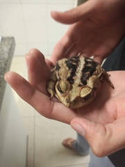 Rhinella icterica