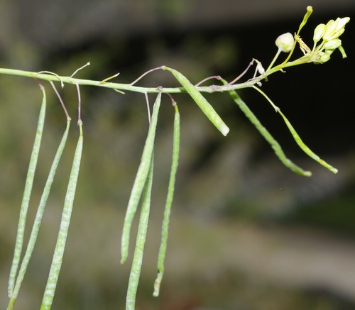 iNaturalist | (c) Rebbas, some rights reserved (CC BY-NC), uploaded by Rebbas Representative image of Diplotaxis harra