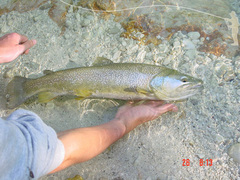 Marble Trout photo 2