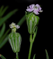 Silene secundiflora image