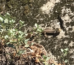Elgaria coerulea palmeri