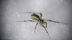 Pityohyphantes phrygianus