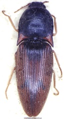 Conoderus belti