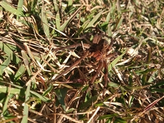 Lycosa erythrognatha