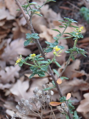 Odontarrhena tortuosa