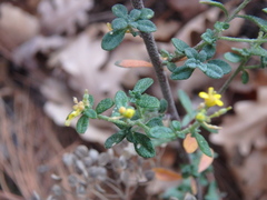 Odontarrhena tortuosa