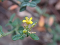 Odontarrhena tortuosa