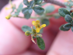 Odontarrhena tortuosa