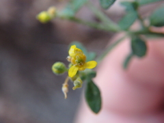 Odontarrhena tortuosa