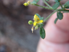 Odontarrhena tortuosa