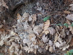 Odontarrhena tortuosa