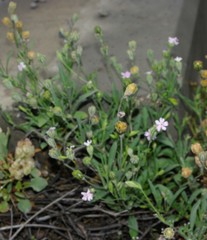 Silene secundiflora image