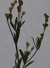 Silene secundiflora image