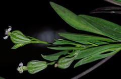 Silene secundiflora image