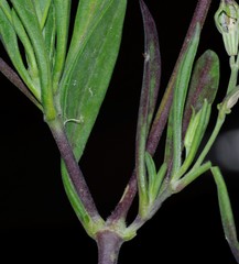 Silene secundiflora image