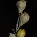 Silene secundiflora - Photo (c) Rebbas,  זכויות יוצרים חלקיות (CC BY-NC), הועלה על ידי Rebbas