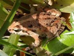 Discoglossus pictus