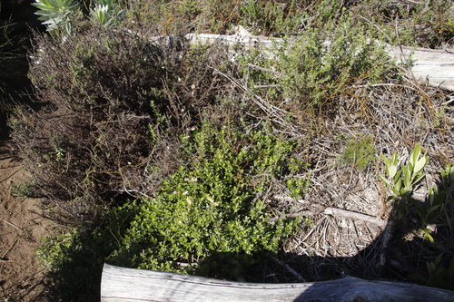 Image of Podalyria argentea by (c) Tony Rebelo, some rights reserved (CC BY-SA)