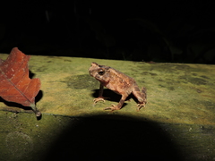 Ingerophrynus divergens
