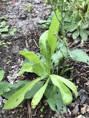 Gamochaeta pensylvanica