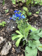 Gamochaeta pensylvanica