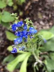 Gamochaeta pensylvanica