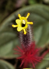 Columnea minor
